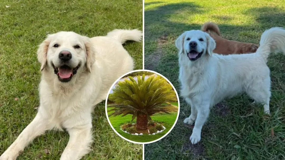 Sansa, uma Golden Retriever, morreu de insuficiência hepática depois ingerir cica no Malabo Pet Resort, em São Paulo. É…