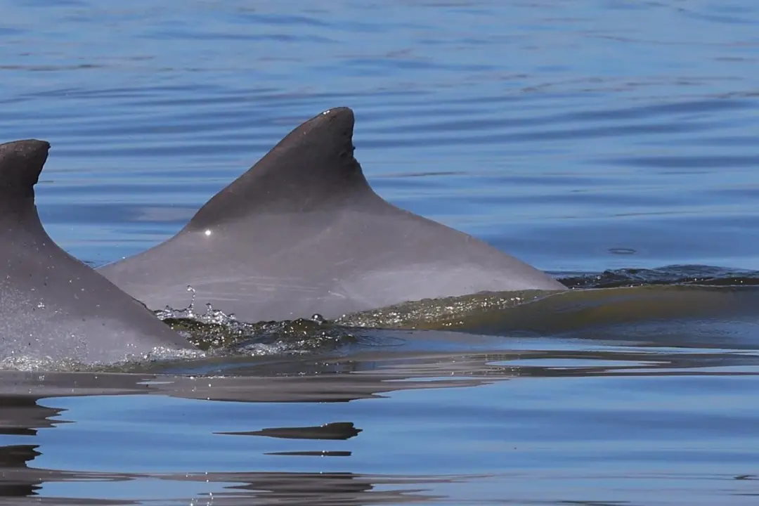 Boto-cinza com ferimento na nadadeira dorsal intrigou pesquisadores da Uerj na Baía de Guanabara. Um animal que vive al…