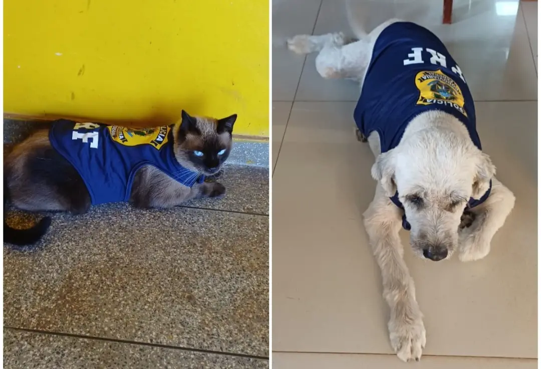 Macapá no Amapá tem dois novos mascotes oficiais da PRF, o gato Inspetorzinho e a cachorrinha Inspetorinha. A adoção de…