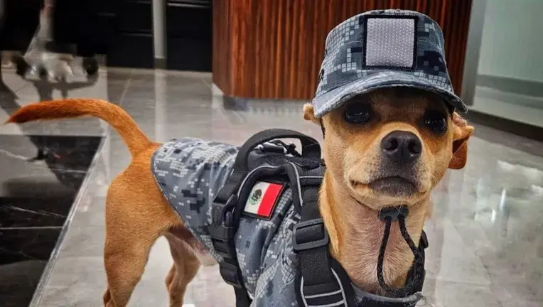 Comando, o Chihuahua de 21 centímetros, é o menor recruta da Guarda Nacional do México. Apesar do tamanho, ele treina p…