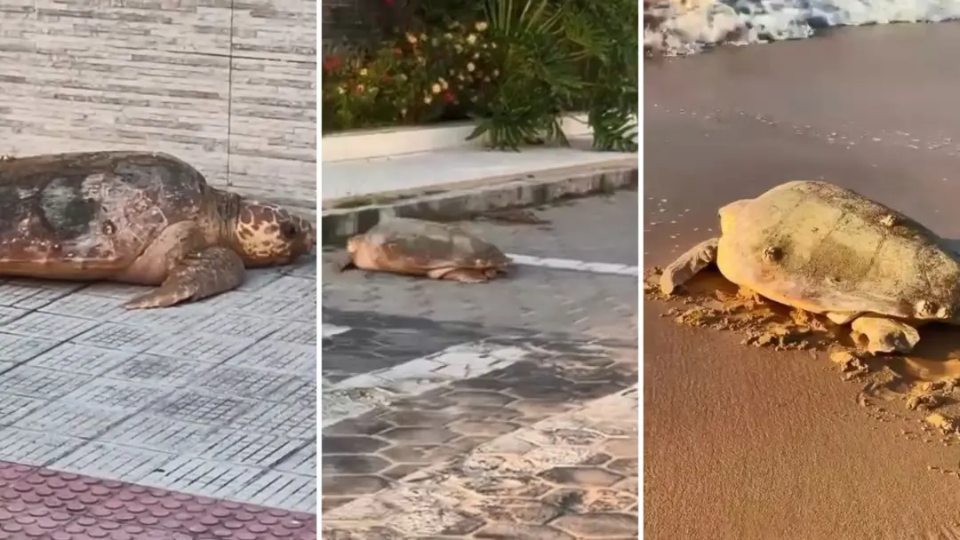 Tartaruga-cabeçuda adulta foi encontrada no meio da rua em Anchieta, Espírito Santo, depois de se desorientar perto da …