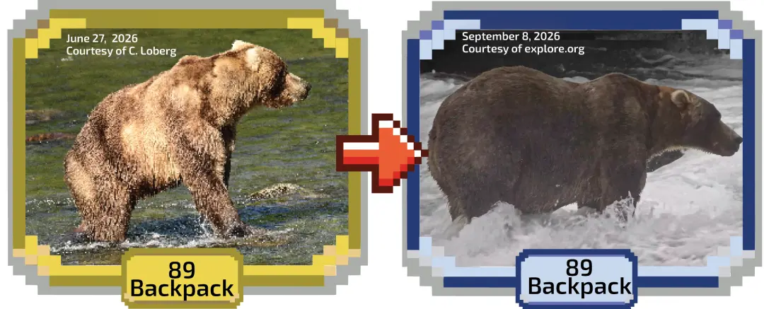 Backpack venceu a Semana do Urso Gordo em Katmai, no Alasca, com 103.334 votos. É interessante ver como a sobrevivência…
