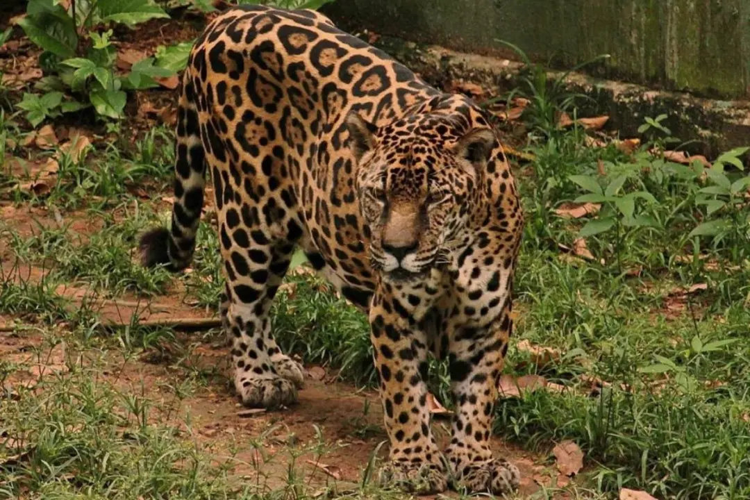 Guardião, onça-pintada de 25 anos no zoológico de Manaus, entrou para o Guinness como a mais velha em cativeiro. A roti…