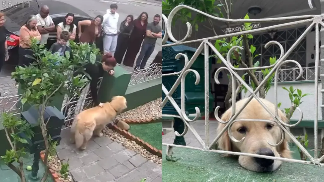 Itajaí, em Santa Catarina, teve um golden retriever chamado Budy recebendo cerca de 300 pessoas no portão em um dia. É …