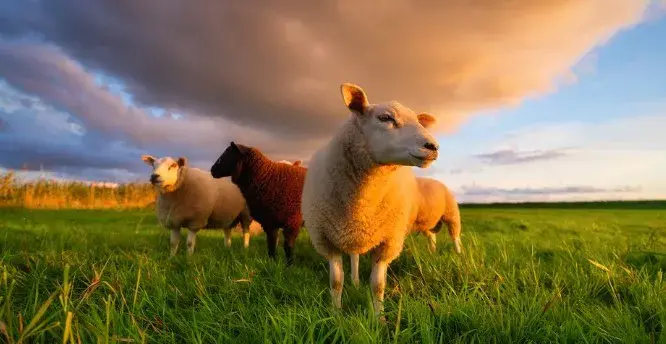 Senepol e Aberdeen Angus uniram genética pra criar a raça sintética Senangus. O objetivo é ter animais de ciclo curto c…