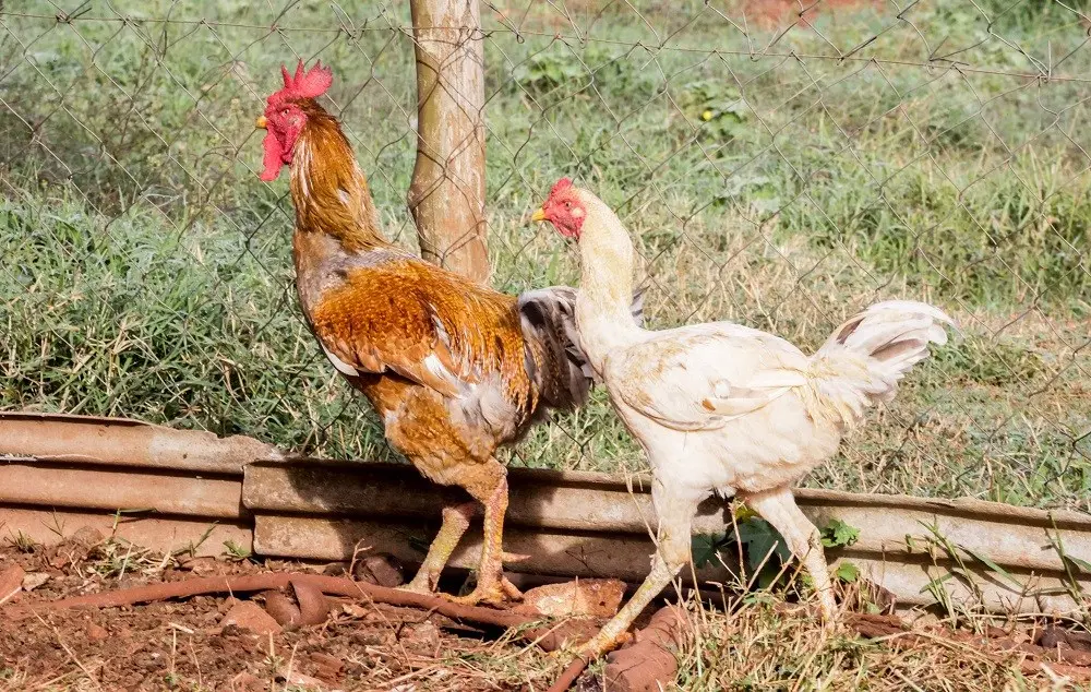 União Europeia pode retomar compra de frango e mel do Brasil em curto prazo. A auditoria europeia considerou o sistema …