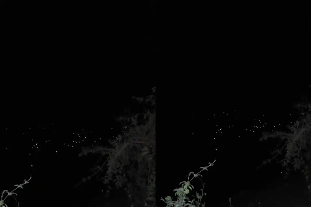 Pantanal de MT, turistas viram dezenas de olhos de jacarés brilhando no passeio noturno pela Transpantaneira. É impress…