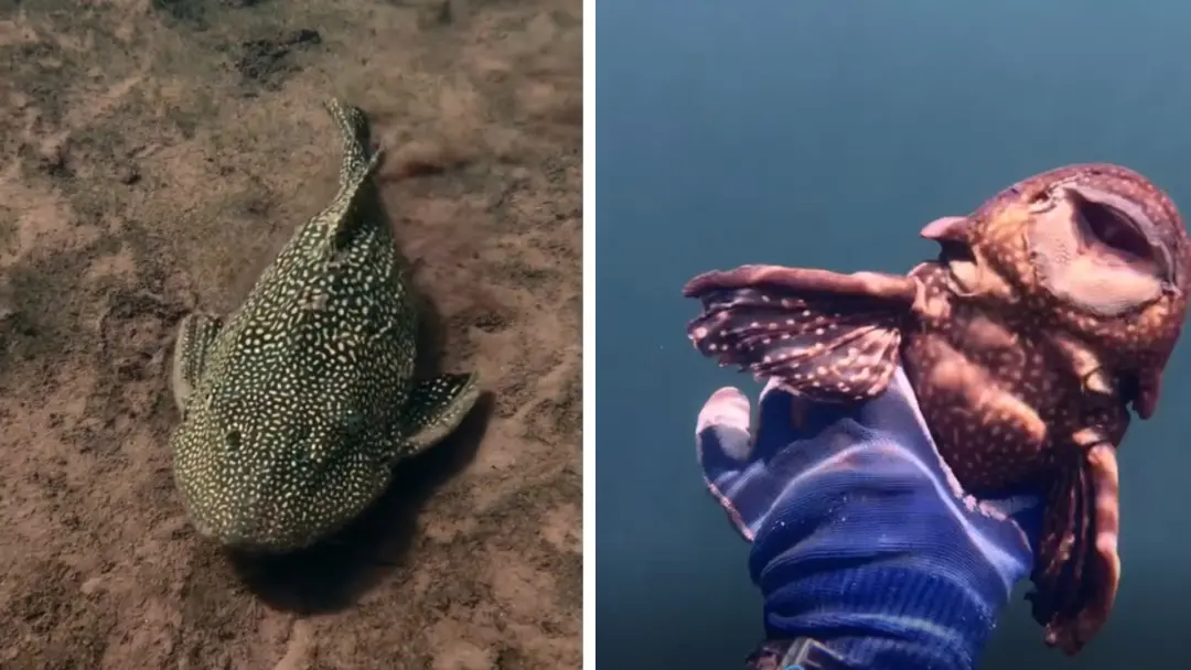 Cascudo na represa em São Simão, Goiás, chamou atenção por lembrar criaturas antigas. Aquele couro duro parece uma arma…