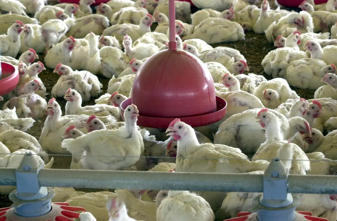 A União Europeia pode retomar a compra de frango e mel do Brasil em curto prazo. O comissário europeu mencionou um resu…