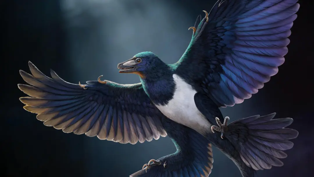 Norellraptor barsboldi, um dinossauro chinês com penas encontrado em Liaoning, mostra que a evolução para o voo não foi…