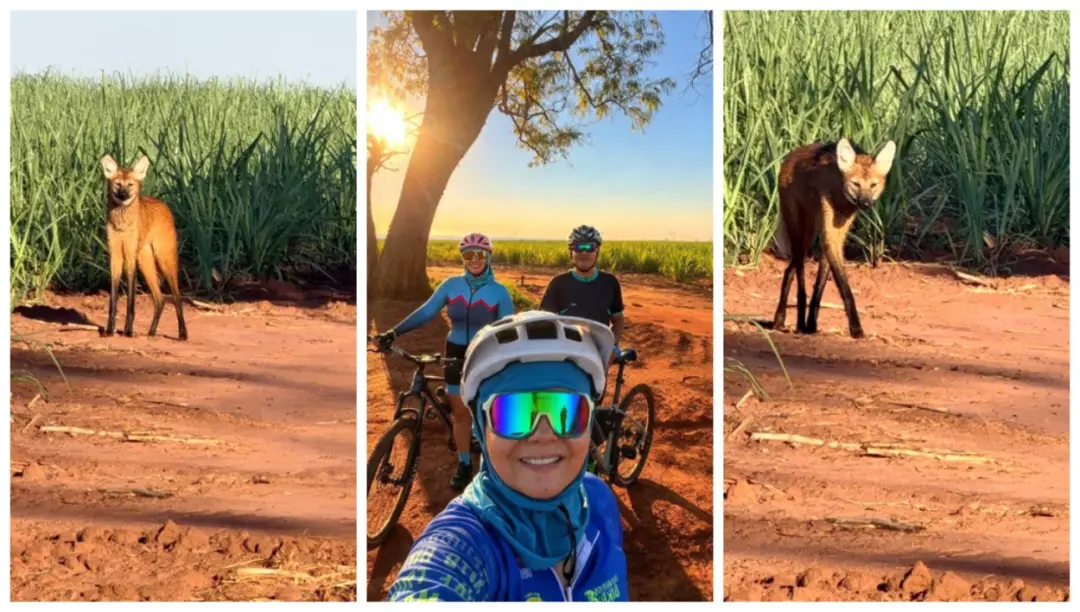 Matão, em SP, três ciclistas de Matão se depararam com um lobo-guará na área rural durante o pedal. A surpresa deu um m…