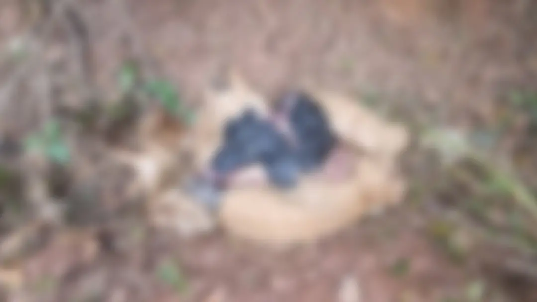 Avaré tem animais decapitados e membros decepados em sacos às margens de estrada. O achado, que incluía cães, galinhas …