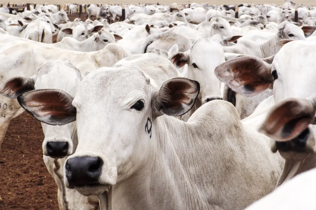 China vai cobrar tarifa extra de 55% sobre carne bovina brasileira porque a cota anual de 1,1 milhão de toneladas foi a…