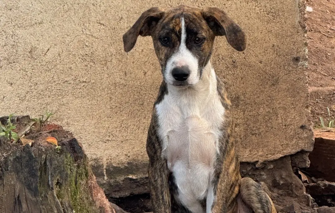 Goiânia terá feira de adoção no sábado, com 31 cães e 10 filhotes para adoção responsável. A gente sabe que cada animal…