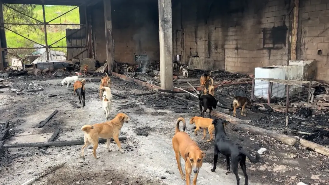 Incêndio em barracão no Distrito Industrial de Campinas matou dois gatos e destruiu o estoque de comida dos animais. A …