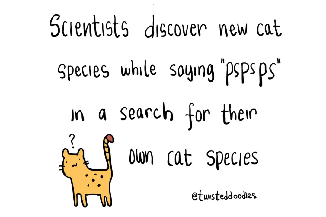 Twisteddoodles descobriu uma nova espécie de gato. Isso mostra o quanto ainda tem mistério na natureza, e a ciência sem…