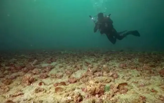 Ipanema teve descoberta de bancos de algas cor-de-rosa no fundo do mar, com uma área de 20 mil metros quadrados perto d…