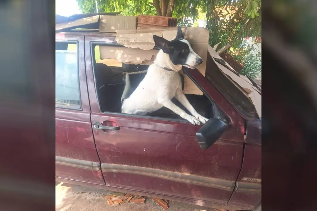 Três meses de confinamento em carro. Cães e gatos resgatados da residência em Paranapoema, PR, incluindo 14 cães e 21 g…