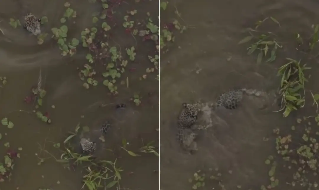 Pantanal, Mato Grosso do Sul, mostra fêmea Aracy 'ensinando' natação ao filhote Mocoha. Ver a mãe auxiliando no desenvo…