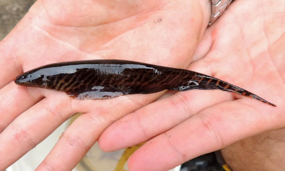 Pesquisadores usam IA para interpretar sinais elétricos do peixe elétrico listrado, espécie do Gymnotus carapo, para re…