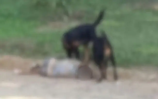 Idosa de 72 anos em Amparo sofre grave ataque de rottweilers e perde as orelhas. O risco de amputação no braço direito …