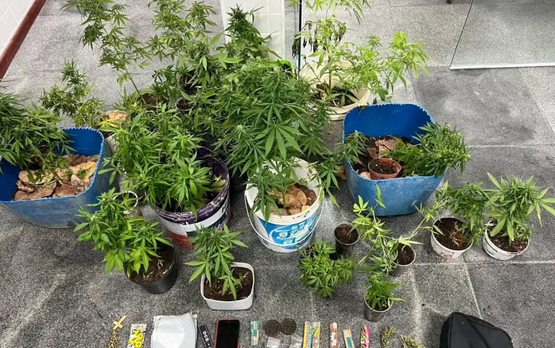 Vinte e sete pés de maconha foram apreendidos em casa no distrito de Maria Quitéria, em Feira de Santana. A confissão d…