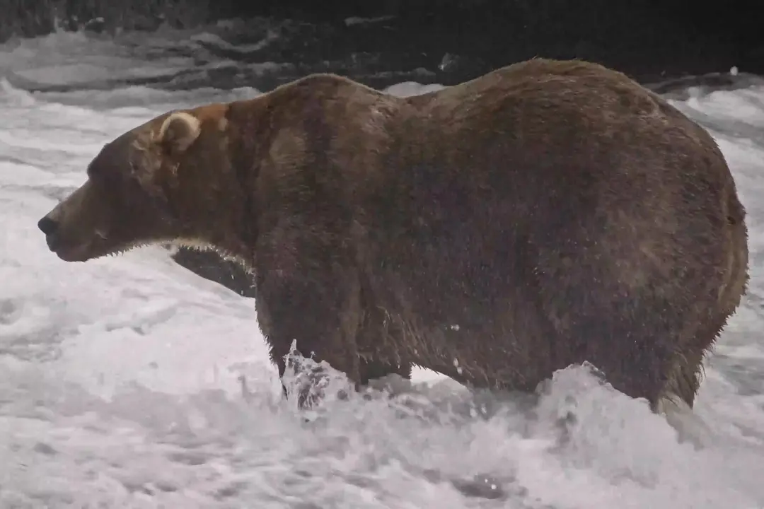 Katmai, Alasca, tem um urso pardal que ganhou o título de mais gordo de Alaska, podendo passar de 450 quilos antes da h…