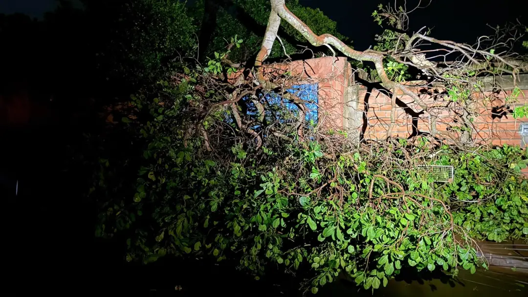 Chuva em Jataí causou quedas de árvores e fios de alta tensão, com pelo menos cinco ocorrências atendidas pelos bombeir…
