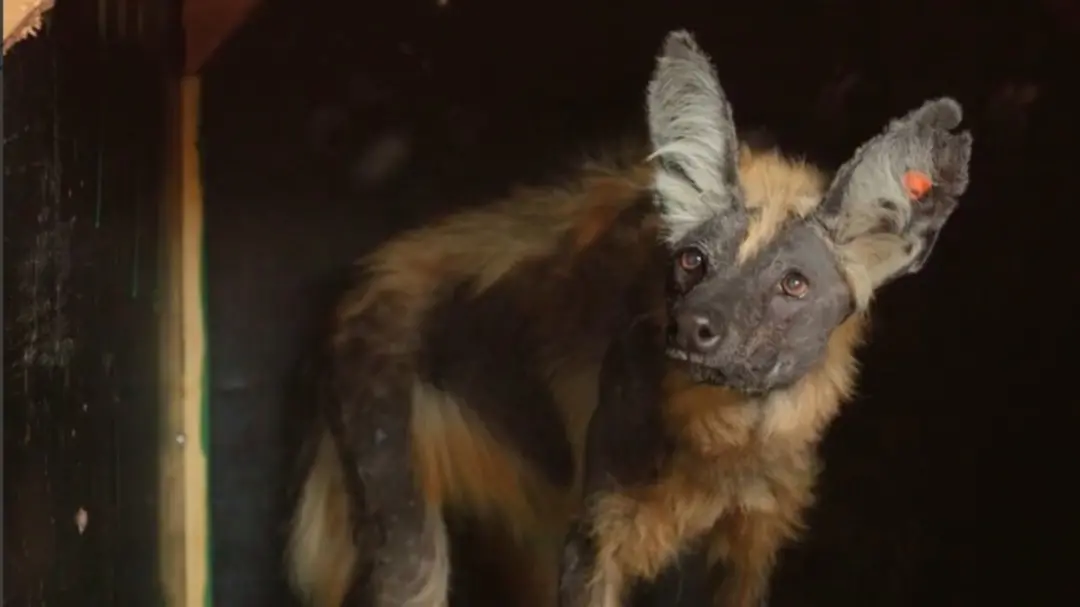 Pesquisadores monitoram lobo-guará no interior de São Paulo, coletando amostras de um novo indivíduo encontrado em arma…