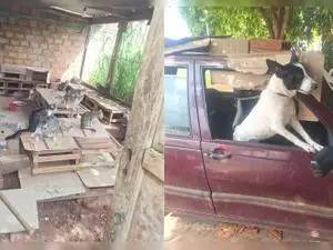 Trinta e nove animais e um cão trancado em carro há três meses foram resgatados pela Polícia Civil no Paraná. Isso most…