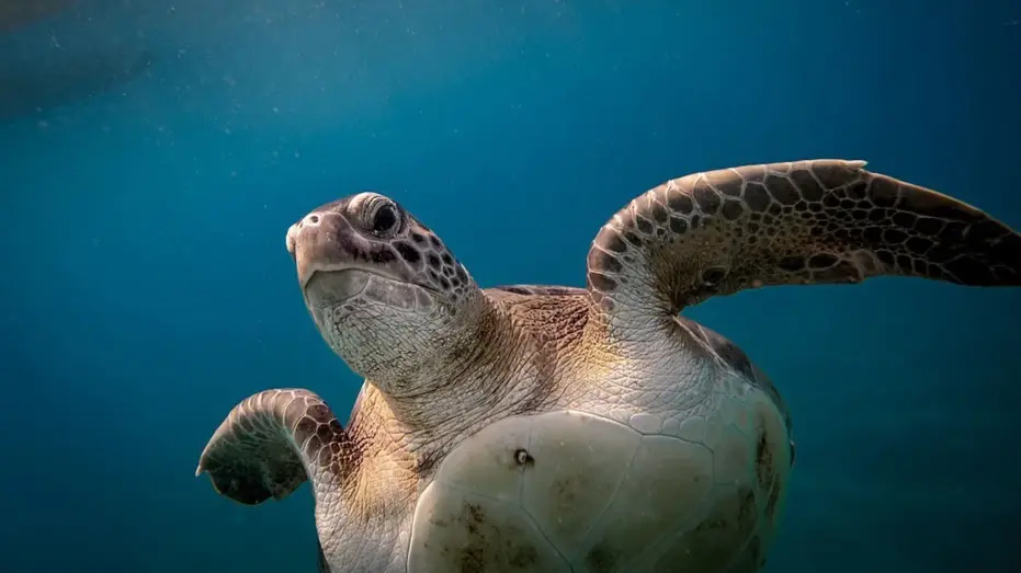 Ras Al Jinz, em Omã, foi palco de um vídeo onde um casal de influenciadores sentou em uma tartaruga marinha enquanto el…