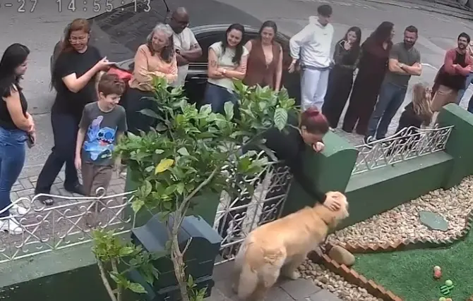 Budy, um golden retriever de 1 ano, virou ponto turístico em Itajaí, Santa Catarina, atraindo dezenas de pessoas para a…