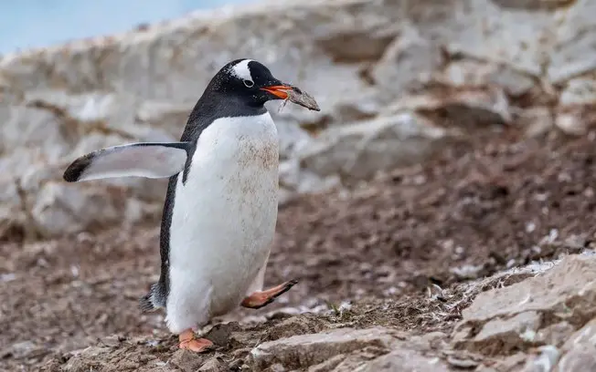 Pinguim-gentoo-do-sudoeste, uma nova espécie, foi identificada nas ilhas remotas de Kerguelen. A semelhança com os outr…