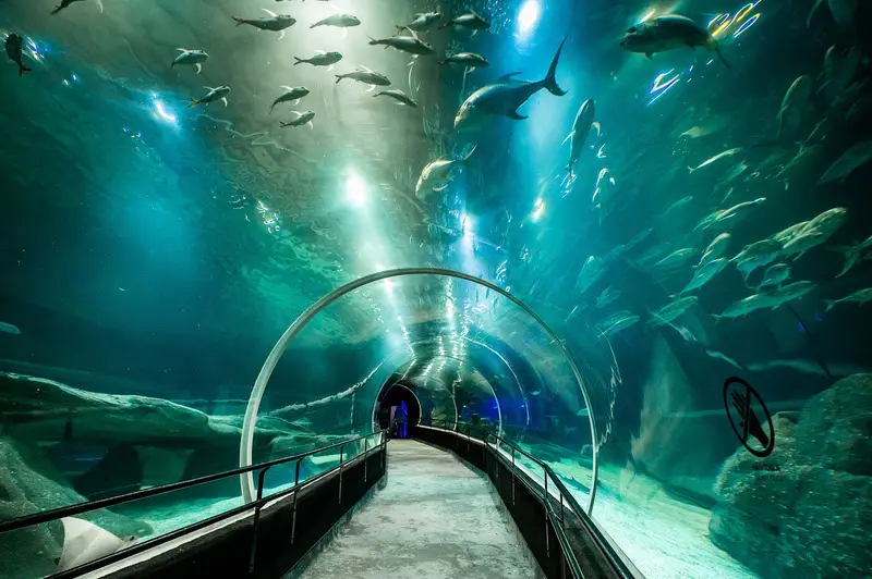 Crianças até 11 anos entram de graça no AquaRio de 1 a 15 de outubro, se acompanhadas de adulto pagante e com ingresso …