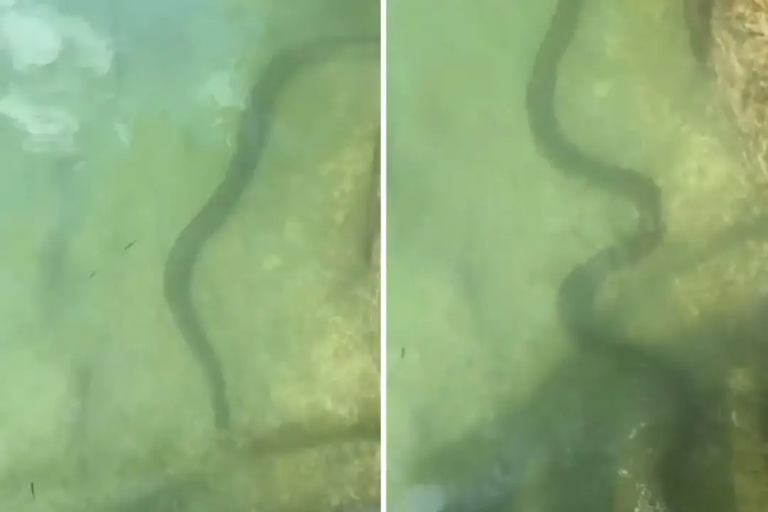 Miller Pereira foi surpreendido por uma sucuri que passou entre suas pernas na beira do rio em Bonito, MS. Ver um anima…