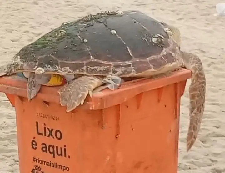 Praia de Copacabana teve tartaruga encontrada no lixo espalhado pela areia. A situação mostra o descaso com a vida mari…