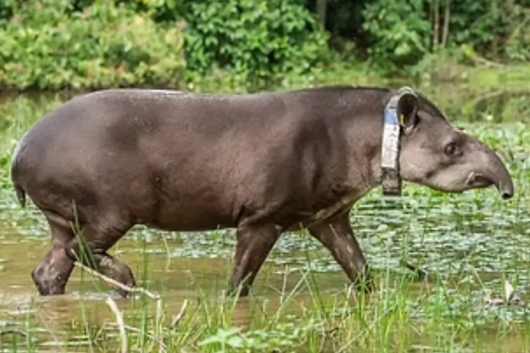 Cachoeiras de Macacu, no Rio de Janeiro, virou floresta restaurada, plantando 840 mil arvores nativas e trazendo de vol…
