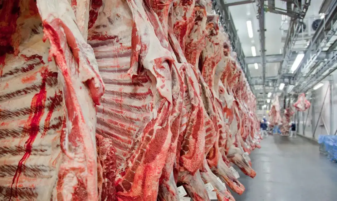 Carne bovina brasileira não volta à Europa em menos de dois anos, estimou autoridade europeia, pois o rebanho precisa v…