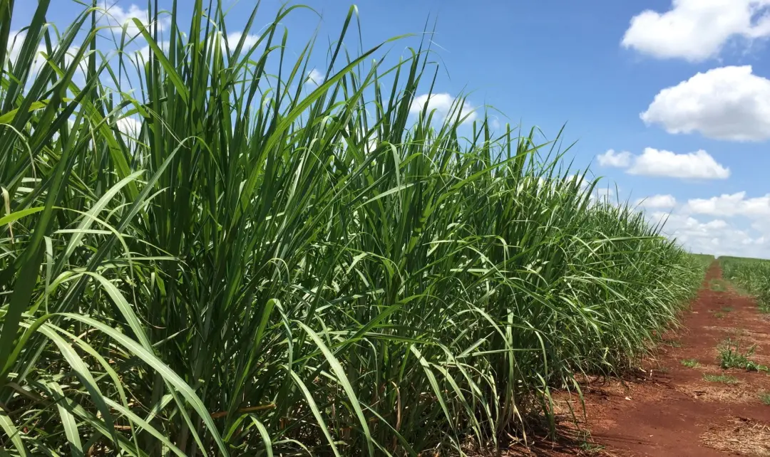 Clima, fator decisivo pra produção de açúcar no Brasil. Chuvas mais do que o normal no centro-sul, por causa do El Niño…