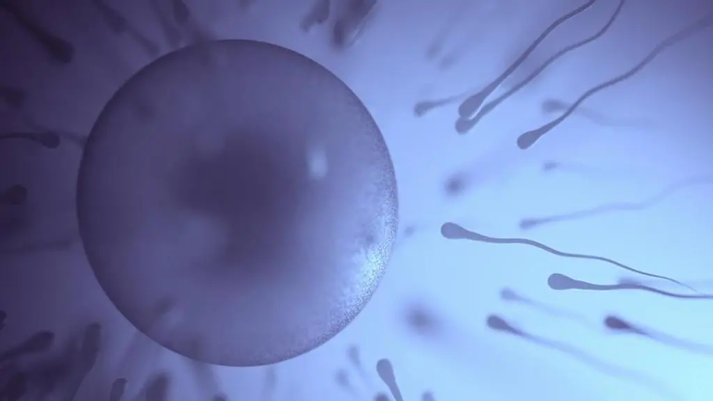 Mais de 51% da contagem de espermatozoides caiu no mundo desde 1973. Homens ainda evitam buscar ajuda sobre esse proble…