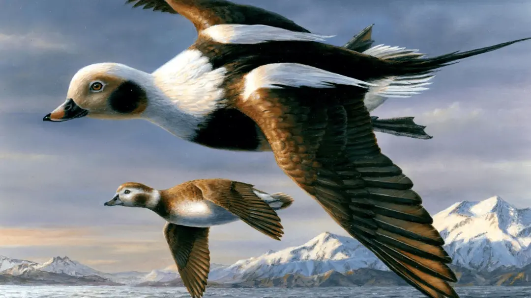 Robert Hautman ganhou o concurso da Embaixada do Pato Federal de 2026, com sua pintura de patos-longicorne, que ajudou …