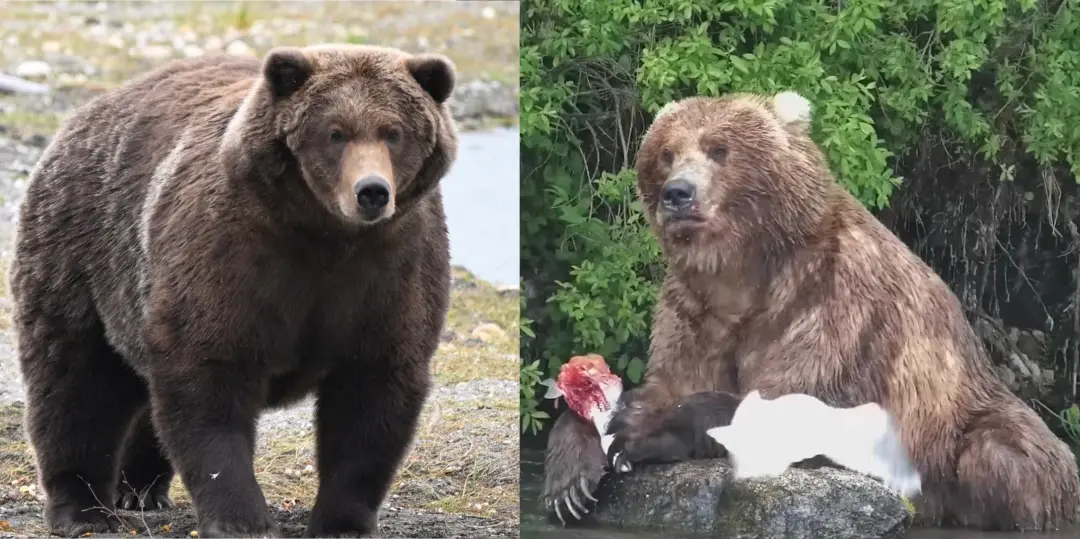 Final da Fat Bear Week: a disputa entre a Ursa 910, a Dancinha, e a Ursa 89, a Mochila, tá rolando. Acho importante ver…