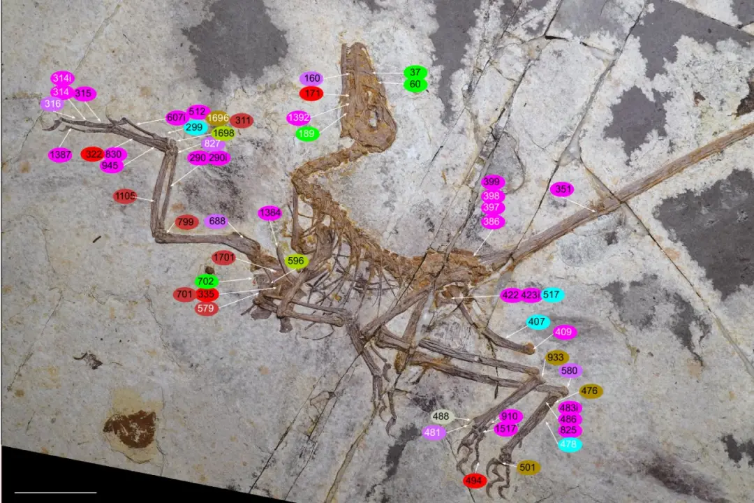 Lamadong, China, um fóssil de dinossauro emplumado de 57 centímetros, com 100 a 145 milhões de anos, mostra adaptações …