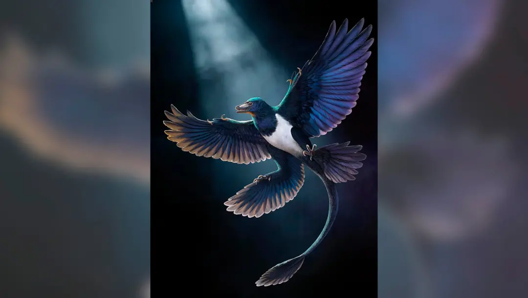 Norellraptor barsboldi, um pequeno dinossauro plumífero que voava, foi descoberto na Formação Jiufotang, na China. Essa…