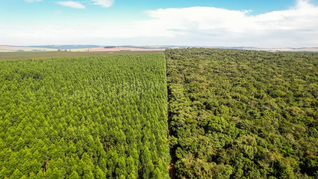 301 mil hectares de matas nativas foram apoiados em conservação com o plantio de eucalipto pela Bracell. Esse modelo qu…