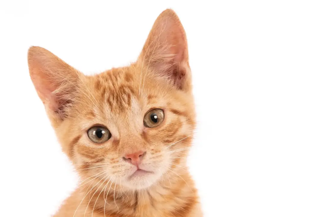 Escovação em gatos pode evitar problemas mais graves, já que o hábito retira fios soltos antes de serem engolidos. A es…