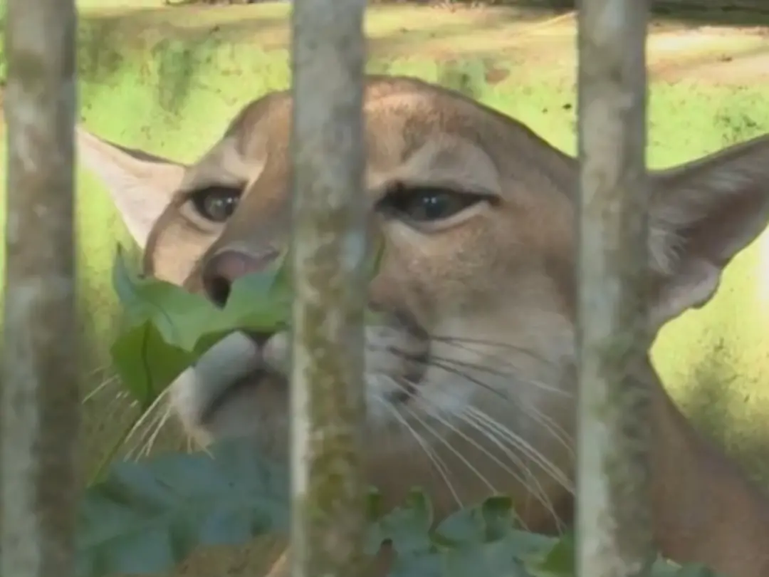 Onça-parda macho, antes chamada de Guapo, ganhou o nome Apolo no Parque Ambiental Chico Mendes, em Rio Branco, AC. A ad…