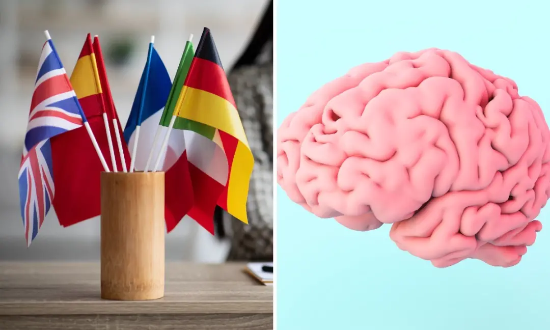 Quatro idiomas, treze anos de juventude no cérebro. O estudo mostrou que quem fala mais línguas, seu cérebro parece mai…