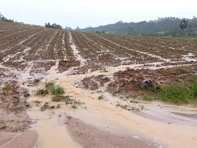 35 milhões de toneladas de cana podem ficar no campo no Centro-Sul do Brasil por causa das chuvas. Essa umidade não só …