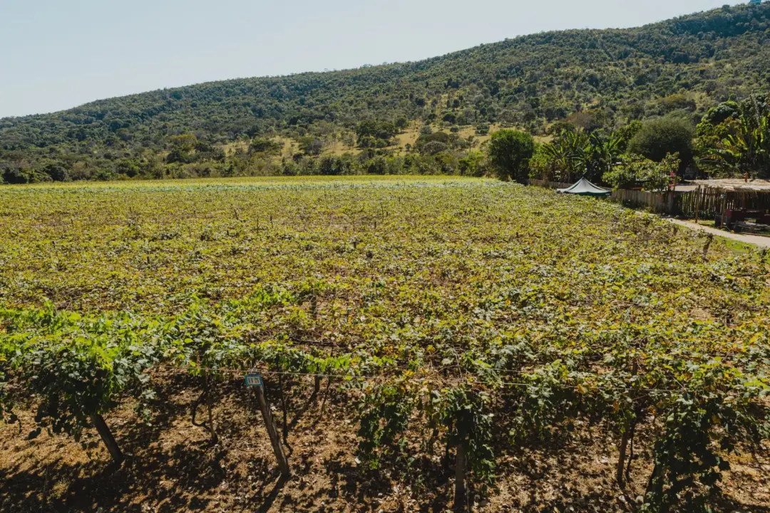 Caso de cancro da videira detectado no Distrito Federal alerta a produção de uvas em Goiás. O trabalho conjunto da Agro…